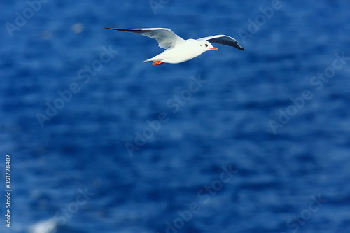 seagull flies over the sea, concept sea vacation summer, bird freedom flying