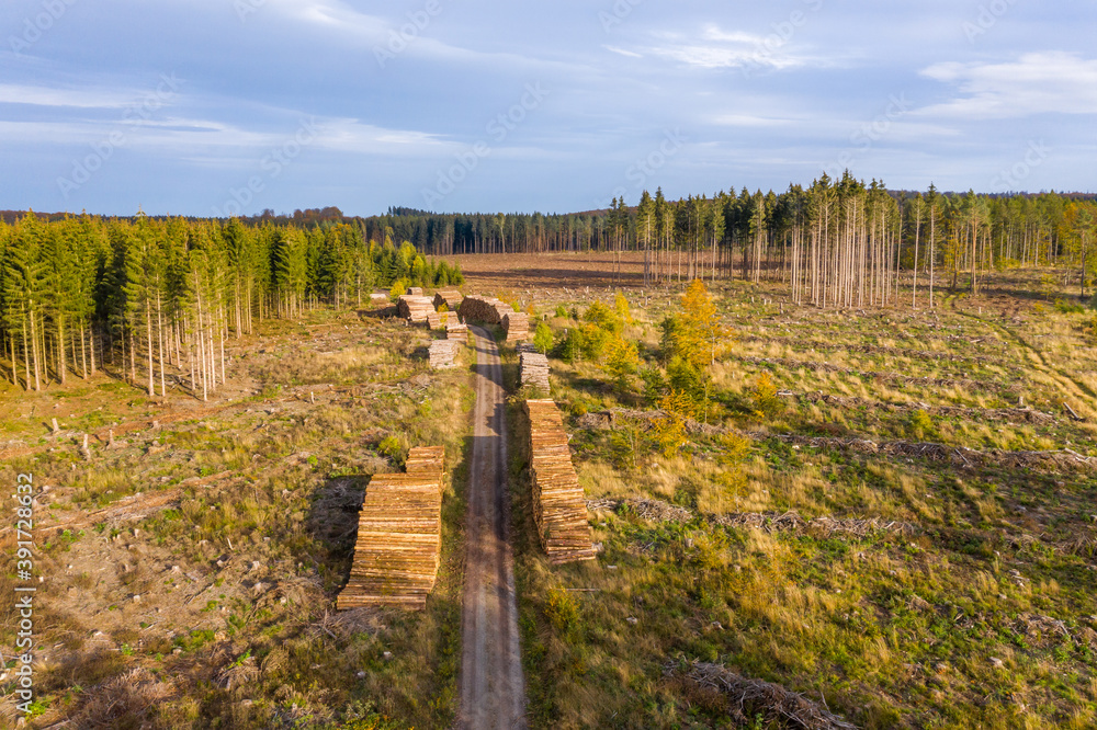 Baumsterben Harz gerodete Waldflächen