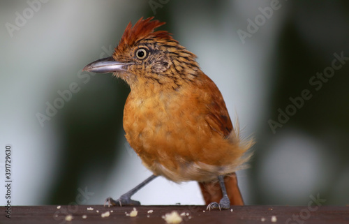 Close-up view of a female Barred Antshrike (Thamnophilus doliatus), Tobago  photo