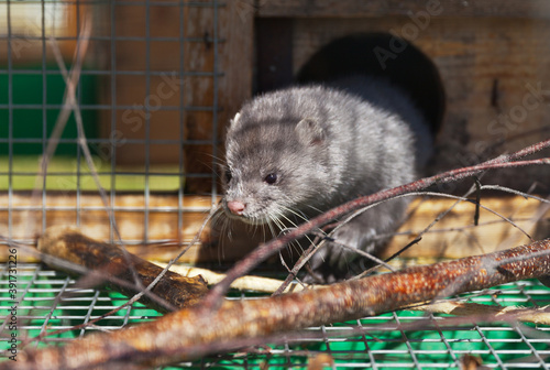Fluffy blue-gray mink in a cage. Raising animals in captivity (Lat. Mustela lutreola)
