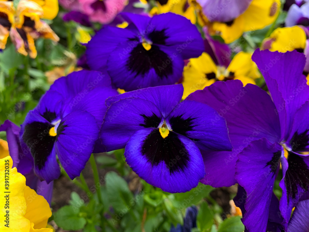 Obraz premium Vibrant purple blue spring flowers viola cornuta close up, flower bed with colorful violet pansies high angel view, floral spring wallpaper background