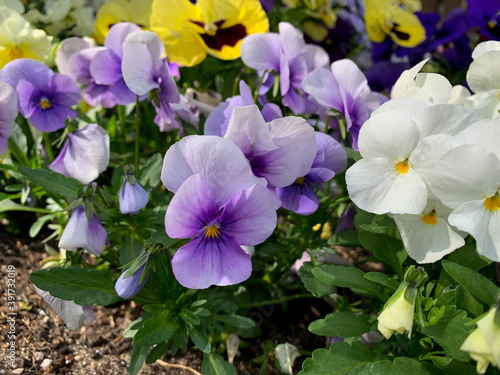 Vibrant purple spring flowers viola cornuta close up  flower bed with colorful violet pansies high angel view  floral spring wallpaper background