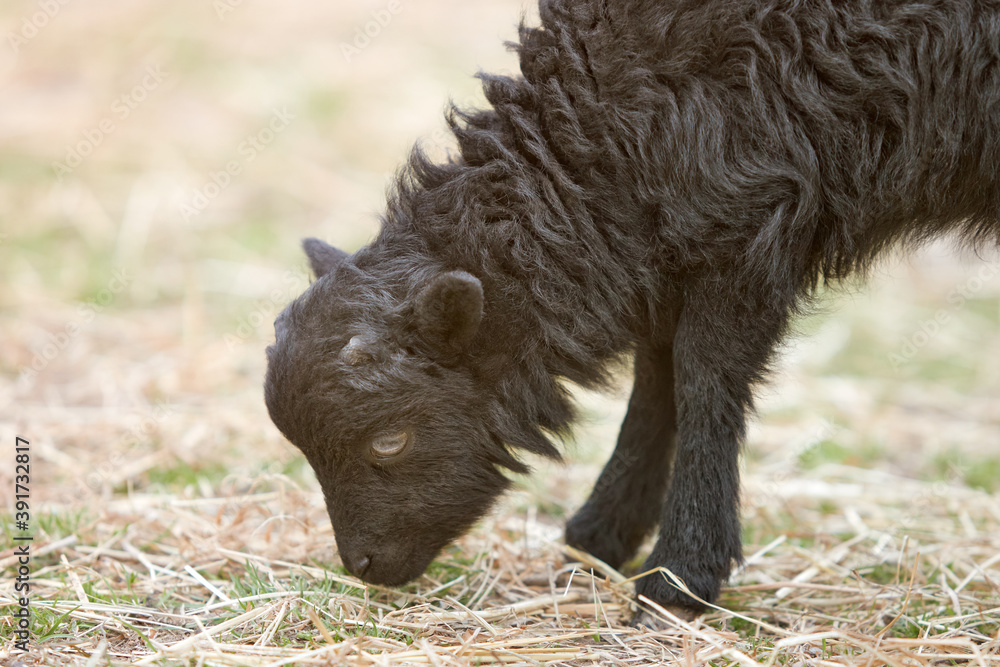 Lamb of black ouessant sheep grazing Lamb of black ouessant sheep grazing