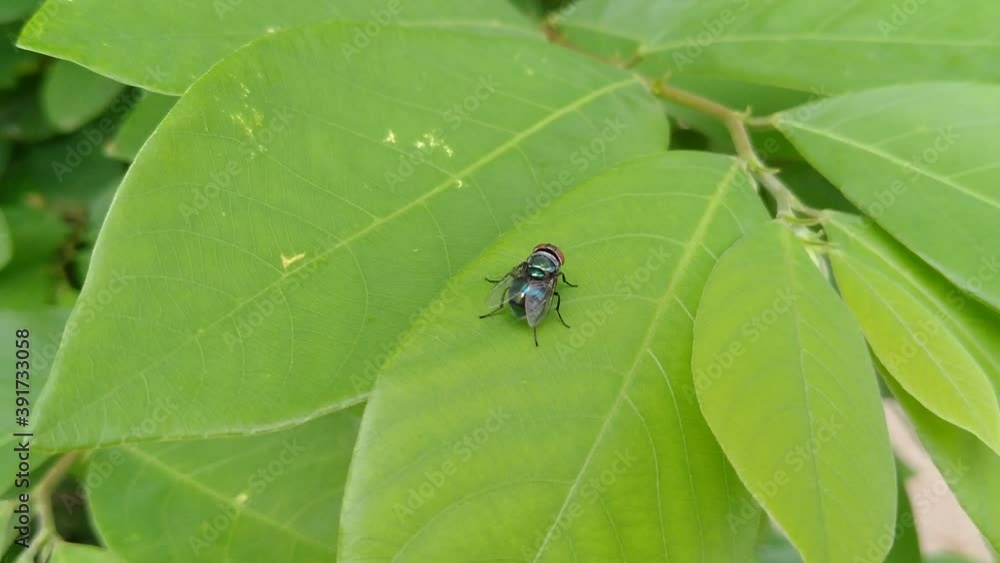 Selective focus A fly (Diptera) perching on the leaves Selective focus A fly (Diptera) perching on the leaves