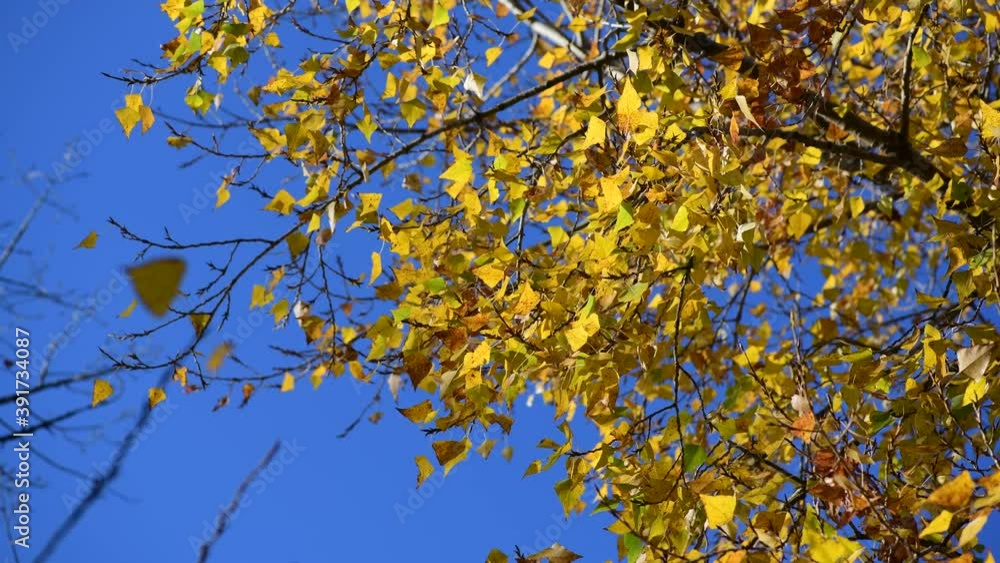 Nice yellow maple leaves nature background abstract macro close up autumn 4k video Nice yellow maple leaves nature background abstract macro close up autumn 4k video