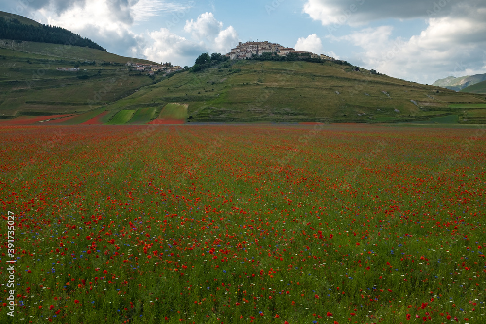 A landscape view of Piana di Castelluccio, Umbria, Italy covered in  red poppies against the green rolling hills and the town of Castelluccio in the background.