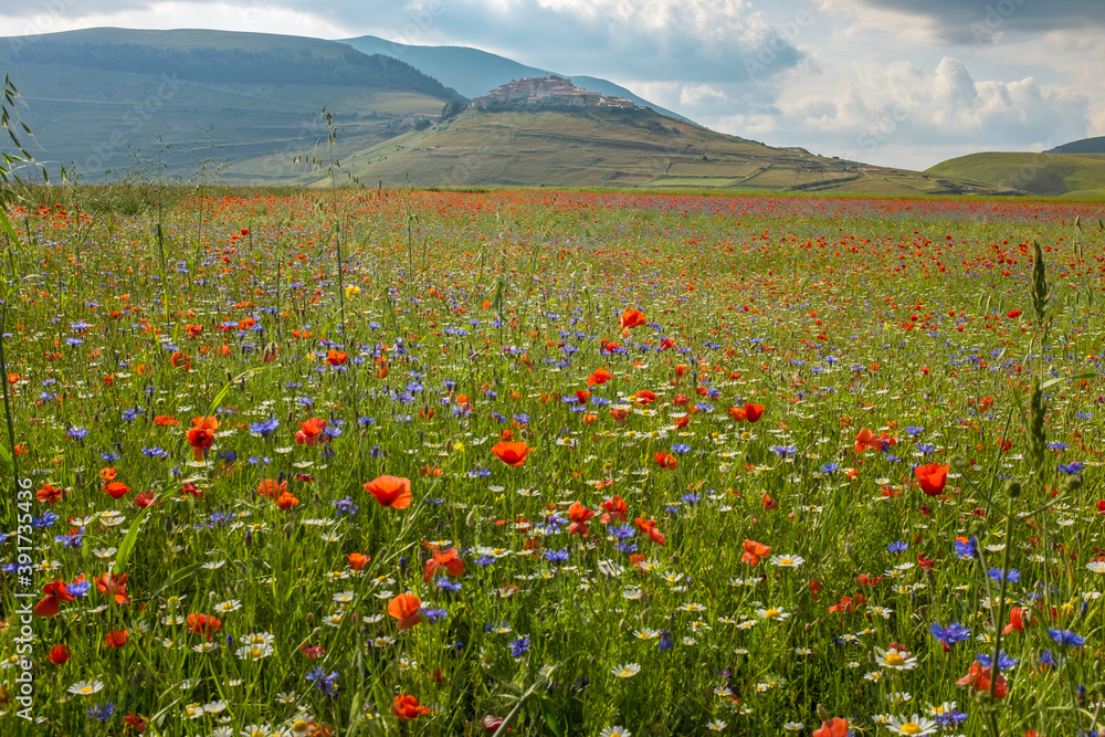 A view of Piana di Castelluccio, Umbria, Italy covered in  red poppies and purple lentil flowers against the green rolling hills, taken from the down on the Piana against an overcast sky.