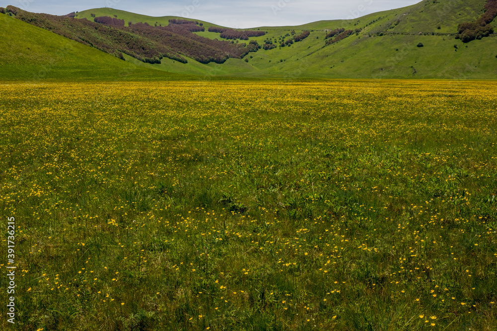 The beautiful Piana di Castelluccio, Umbria, Italy with the rolling green hills in the background,  the ground covered in yellow blooming wildflowers