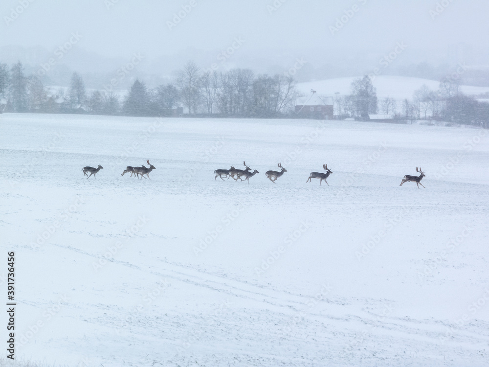Rotwild auf der Flucht Rotwild auf der Flucht