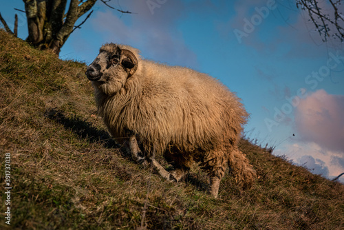 Hammel auf der Weide photo