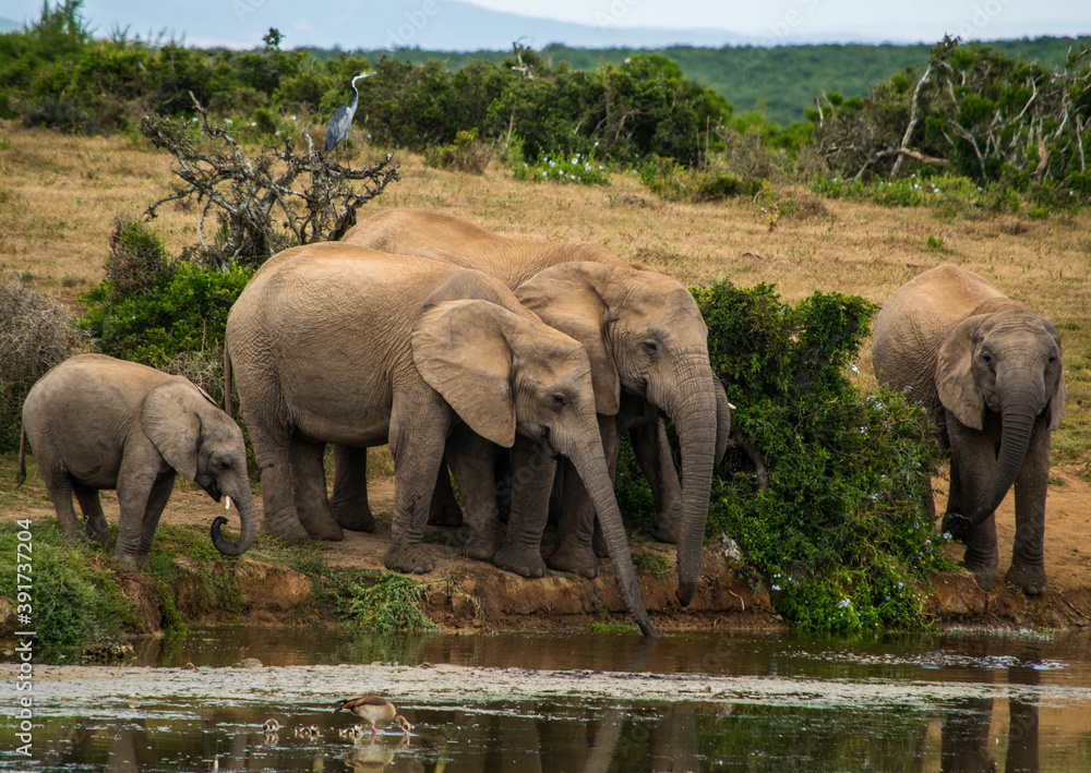 Obraz premium Thirsty Elephants