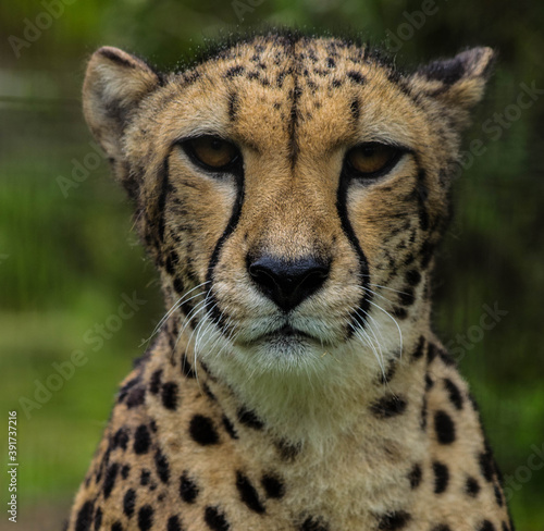 Cheeta photo