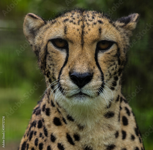 Canvas Print Cheeta