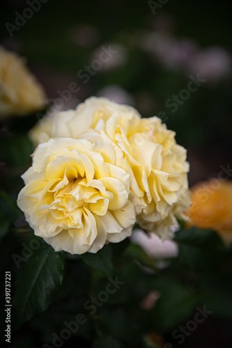 Beautiful Yellow Rose in Portrait orientation, rose separated by shallow depth of field., beautiful spring bloom. © Steven