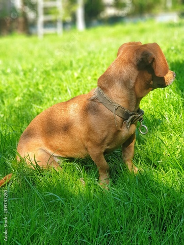 dog on the grass