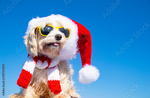 funny dog with christmas hat on isolated background