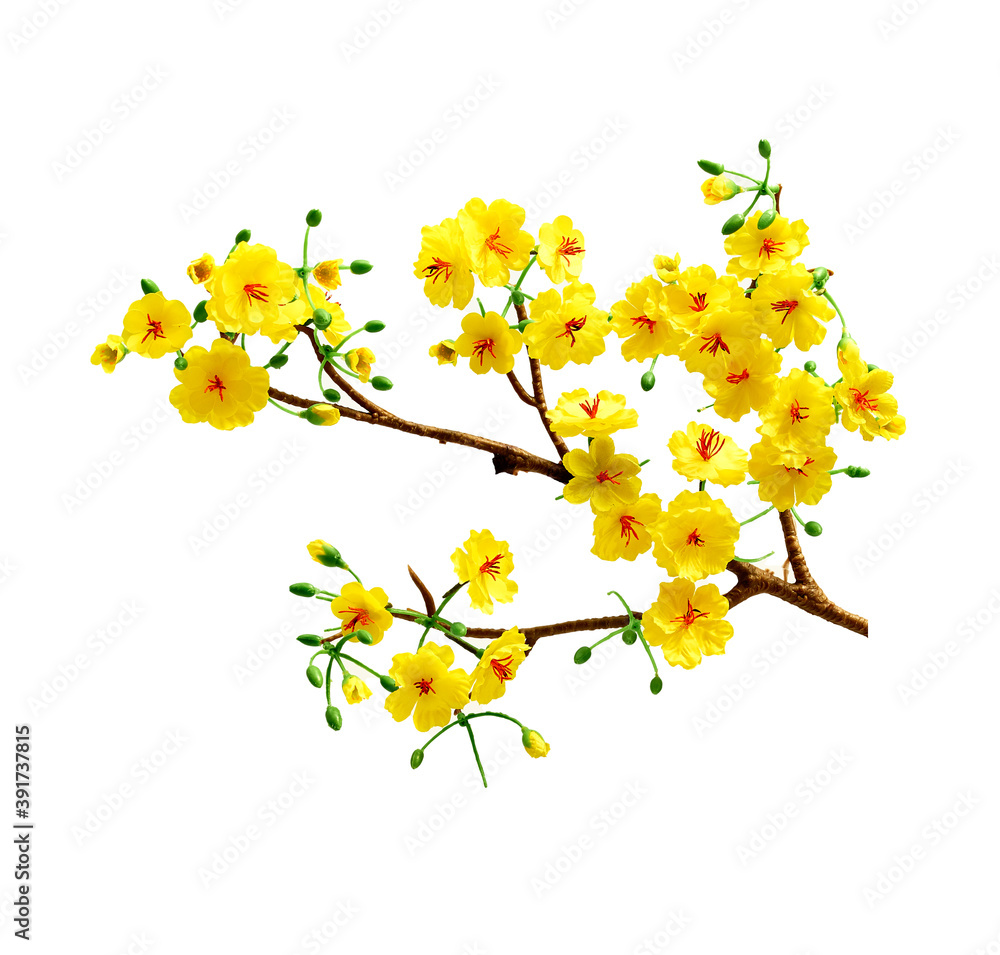 Fake Ochna branches to decorate for celebrating Lunar New Year. It's also called Tet holidays in Vietnam, isolated on white background
