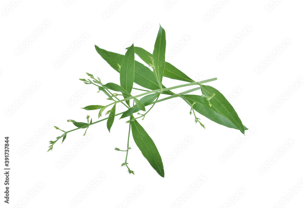 Fototapeta premium Andrographis paniculata plant on white background