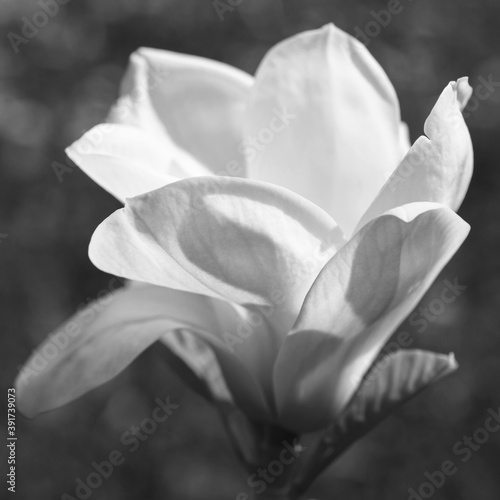 White Magnolia flower close-up, black and white photo