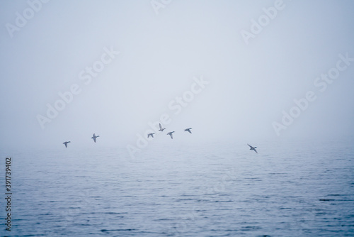 Herbst am See, Enten fliegen im Nebel über dem Wasser