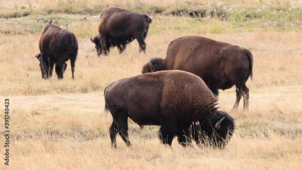 Bison in Yellowstone National Park Bison in Yellowstone National Park