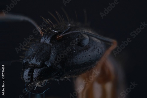 close up of black ant on black background