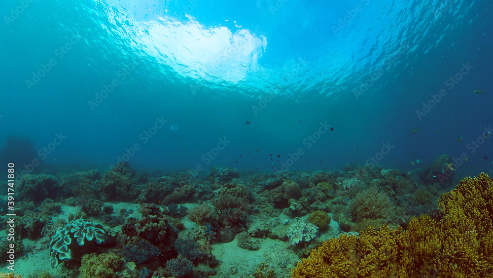 Fototapeta premium Coral reef and tropical fishes. The underwater world of the Philippines. Philippines.