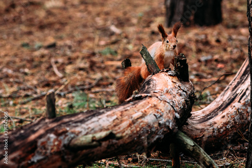 Red squirrel in the autumn forest