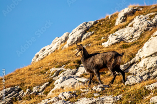 Chamois on orange pasture, morning time