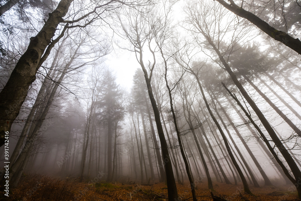 Naklejka premium Buchenwald im Herbst im Nebel Berge Nebelwald