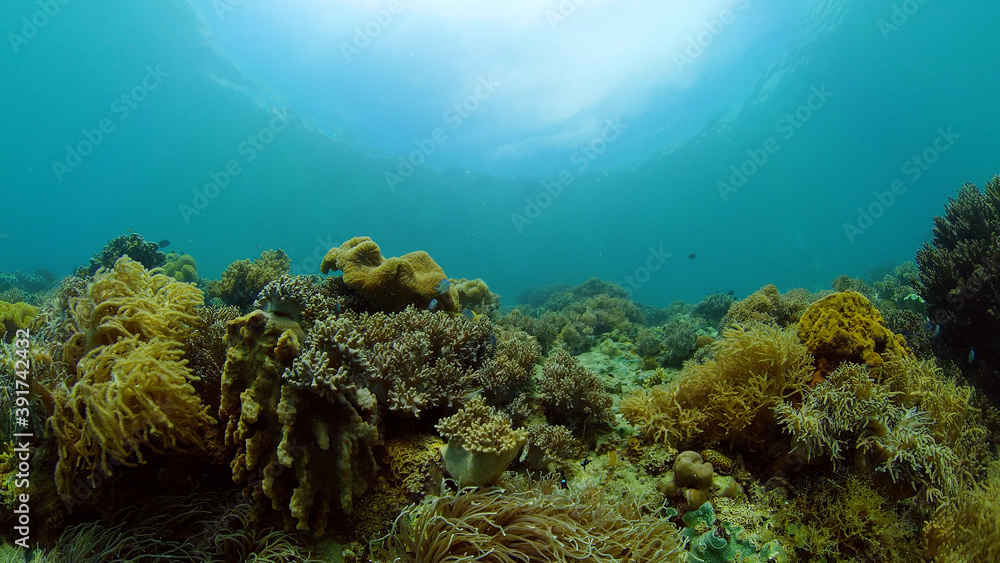 Fototapeta premium Underwater fish garden reef. Reef coral scene. Coral garden seascape. Philippines.