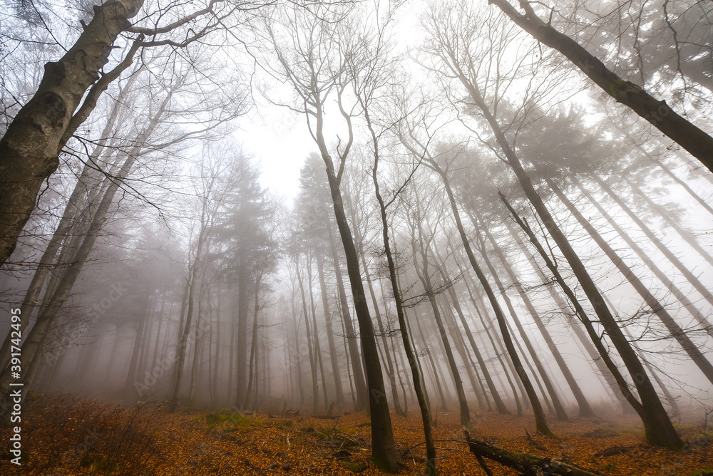 Buchenwald im Herbst im Nebel Berge Nebelwald