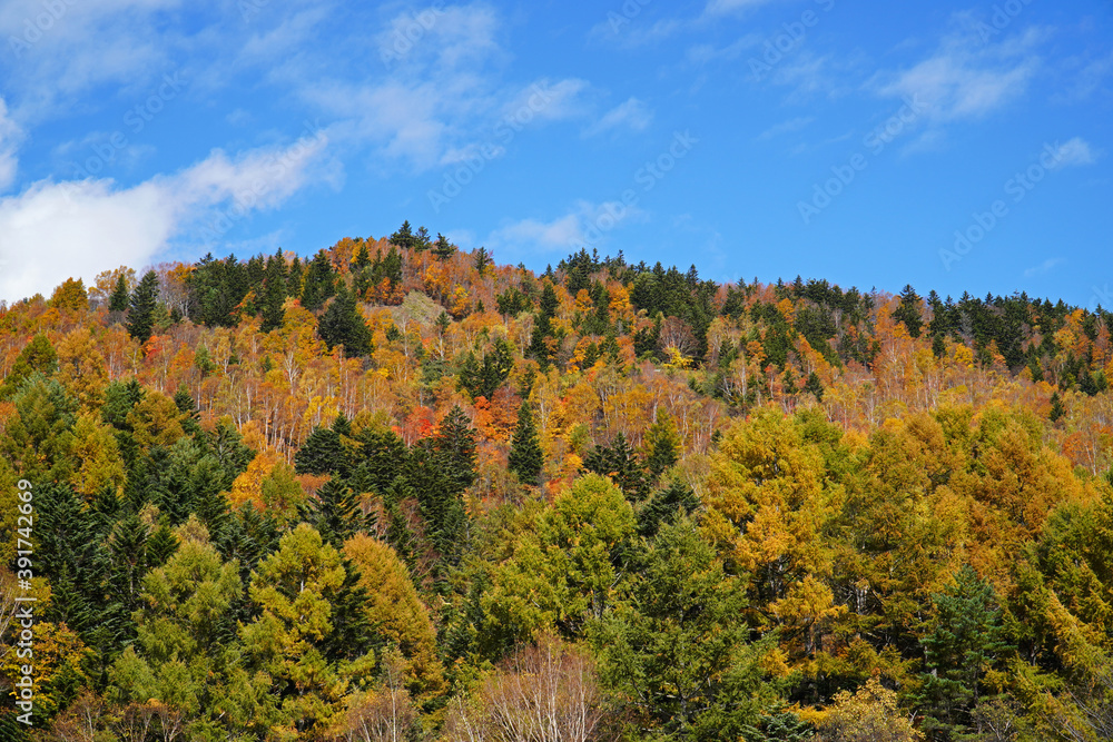 秋の山田牧場 秋の山田牧場