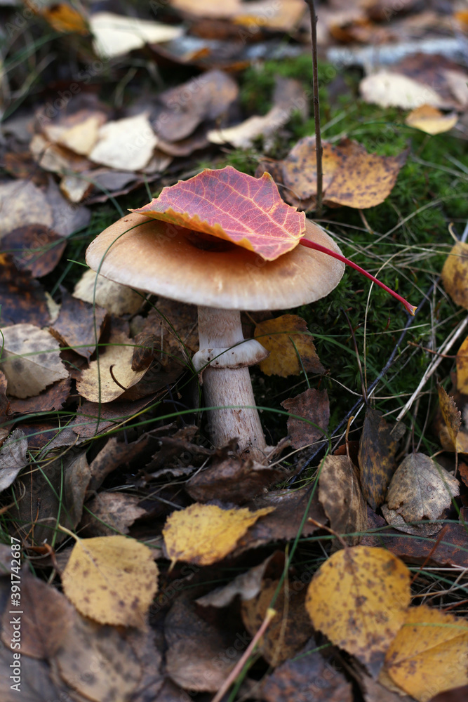 A young toadstool mushroom with a red autumn leaf on a hat. A young toadstool mushroom with a red autumn leaf on a hat.