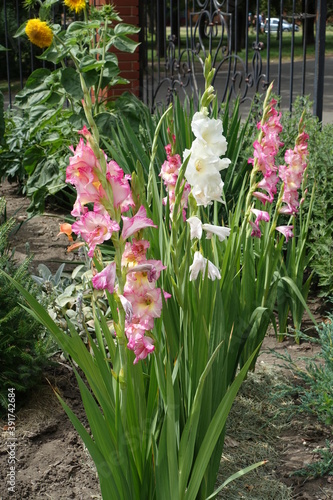 Pastel pink and white flowers of sword lily in August photo