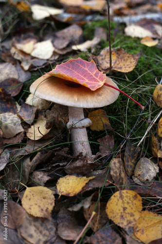 A young toadstool mushroom with a red autumn leaf on a hat.