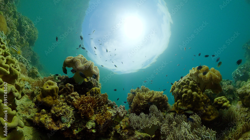 Obraz premium Colourful tropical coral reef. Tropical coral reef. Underwater fishes and corals. Philippines.