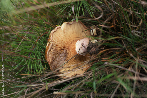 A neutral, partially edible mushroom plucked in the grass, among the pine branches. © Ihor95