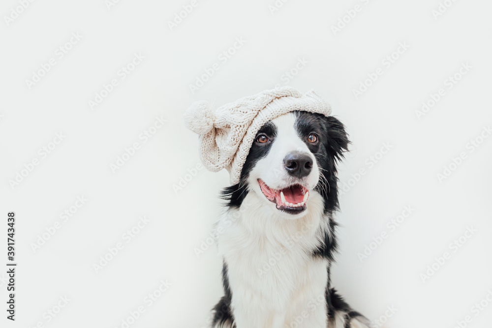 Funny studio portrait of cute smiling puppy dog border collie wearing warm knitted clothes white hat isolated on white background. Winter or autumn portrait of new lovely member of family little dog. Funny studio portrait of cute smiling puppy dog border collie wearing warm knitted clothes white hat isolated on white background. Winter or autumn portrait of new lovely member of family little dog.