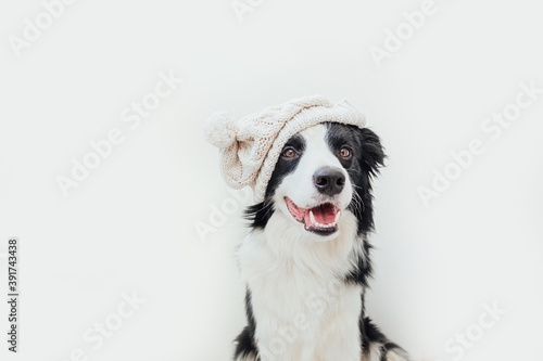 Funny studio portrait of cute smiling puppy dog border collie wearing warm knitted clothes white hat isolated on white background. Winter or autumn portrait of new lovely member of family little dog.
