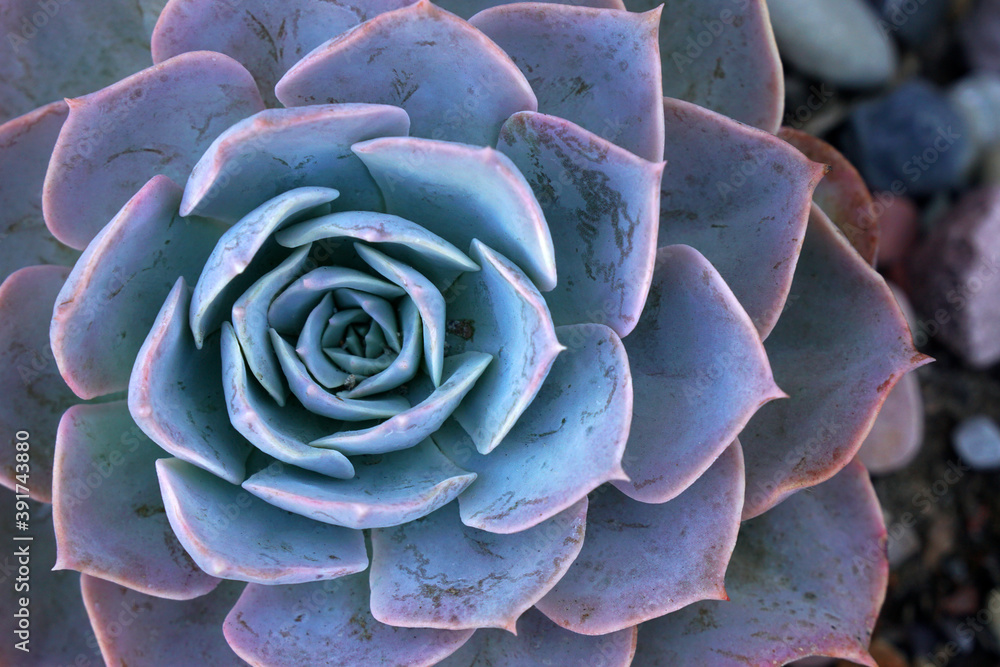 Macro Blue fresh Succulent echeveria plant - Texture background - Blue nature concept , Floral backdrop and beautiful detail Macro Blue fresh Succulent echeveria plant - Texture background - Blue nature concept , Floral backdrop and beautiful detail