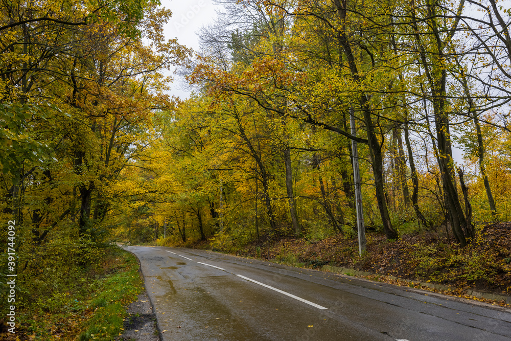 autumn landscape with trees in the forest autumn landscape with trees in the forest