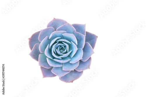 Blue fresh Succulent echeveria plant isolated white background with clipping path - Blue nature object , Floral backdrop and beautiful detail