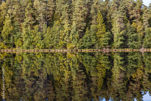 Beautiful forest lake surrounded by pine trees. Reflection in the water.