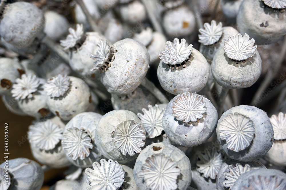 getrocknete Mohnkapseln, weiß gefärbt, Mohn, Trockenblumen, dry flower papaver getrocknete Mohnkapseln, weiß gefärbt, Mohn, Trockenblumen, dry flower papaver