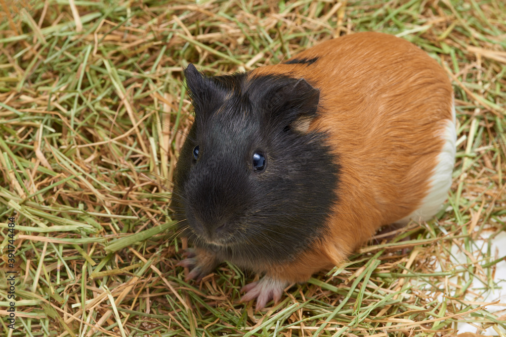 Guinea pig Cavia porcellus is a popular household pet. One tri-colored guinea pig stands in the hay. Top view Guinea pig Cavia porcellus is a popular household pet. One tri-colored guinea pig stands in the hay. Top view