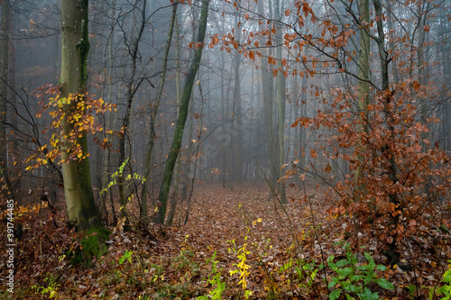 Waldlichtung im Nebel