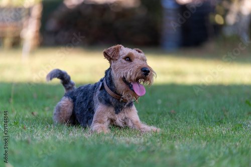 Welsh Terrier