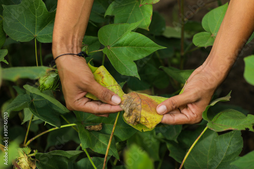 Fotografía Damage cotton leaf in hand at cotton field