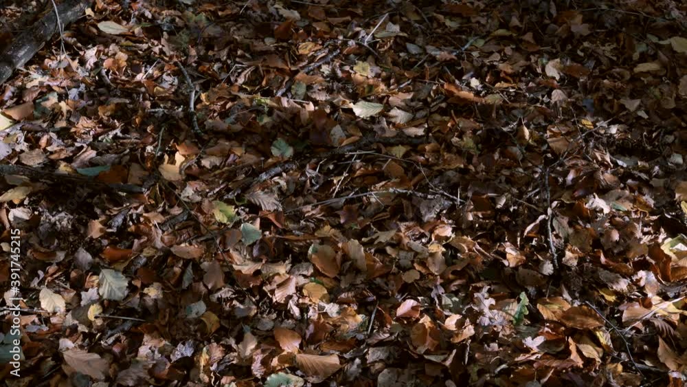 Shadows of trees on autumnal leaves on the forest ground Shadows of trees on autumnal leaves on the forest ground